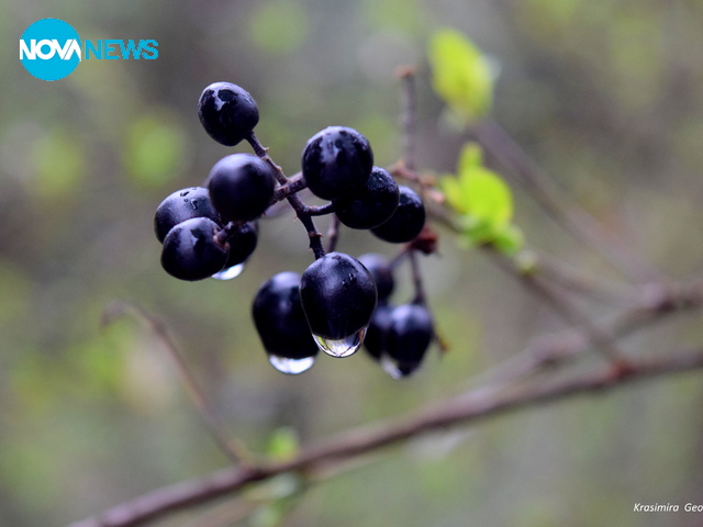 Окъпани от дъжда