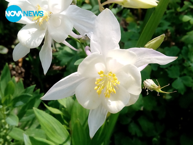 Свежа пролет