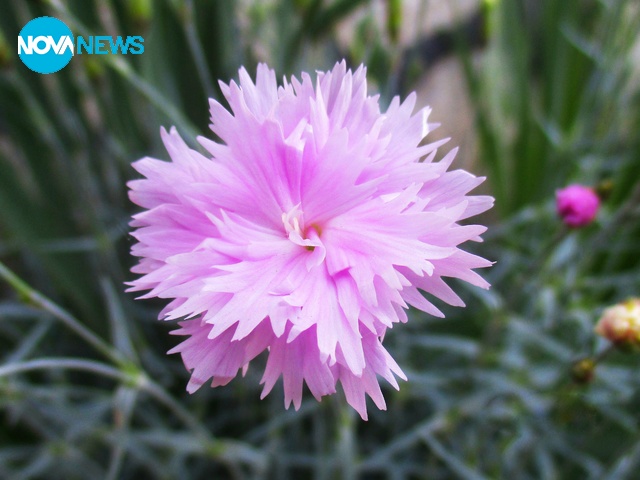 Карамфилче