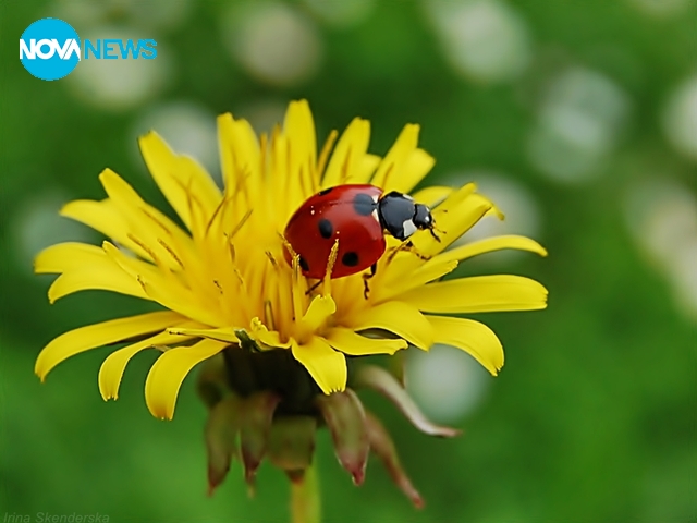 Калинките носят настроение