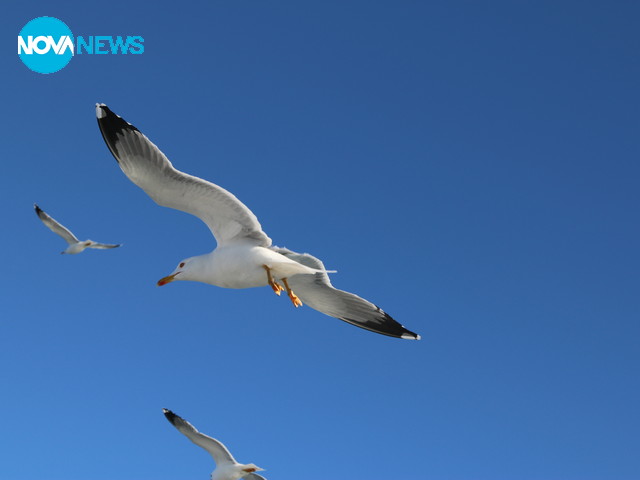 В деня на птиците -2