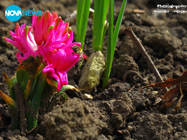 Цветенца и пчелички