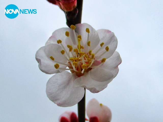 Пролетен цъфтеж