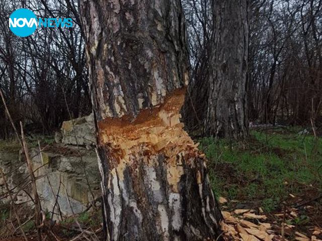 Незаконна сеч