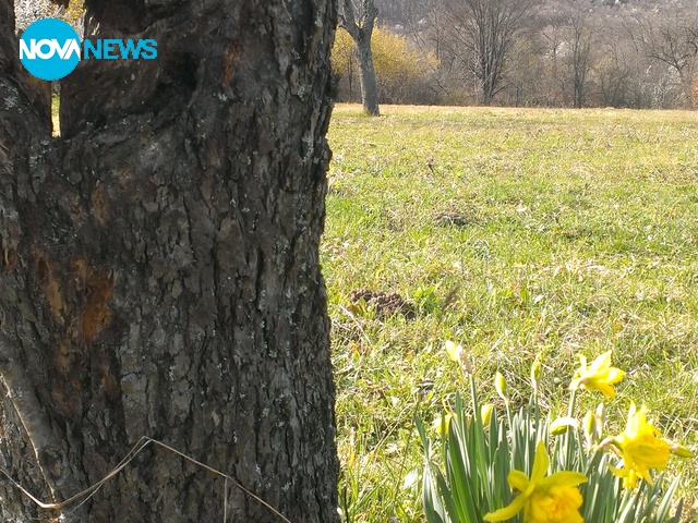 Цветята и пролетта