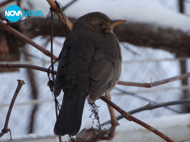 Зимна картина