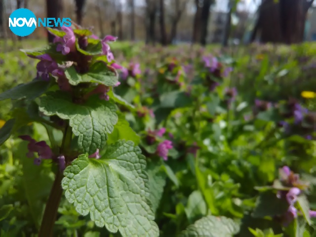 Първа пролет в Сливен