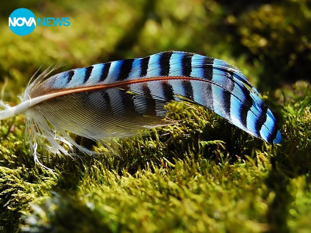 Перце за прогнозата на времето