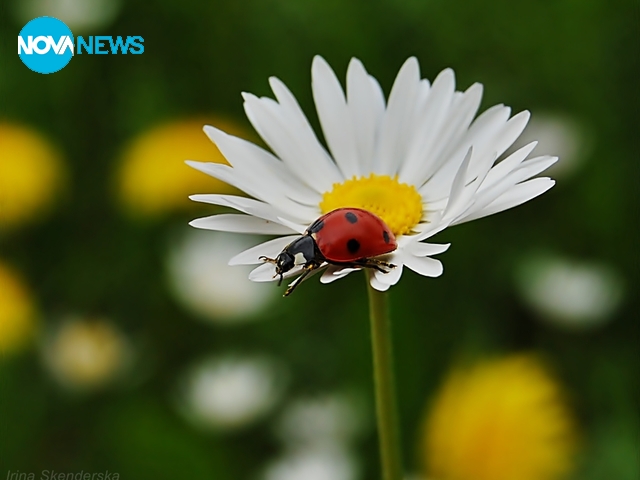 Пролетни калинки - 2 част