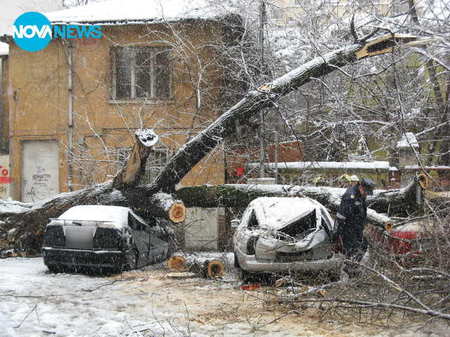 Паднали дървета върху коли
