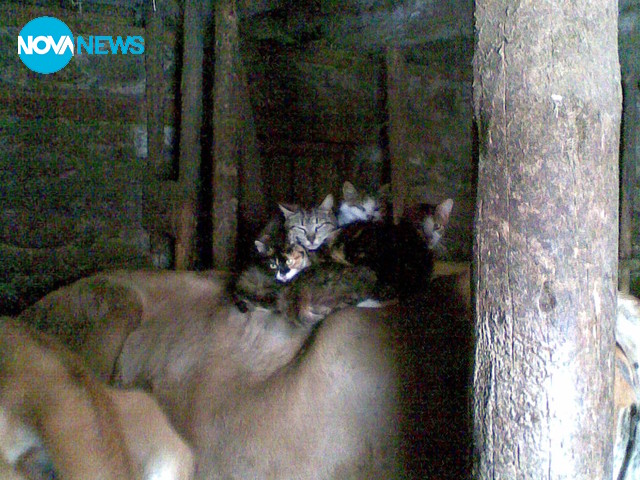 Необичайните приятелства между животни в студените родопски нощи