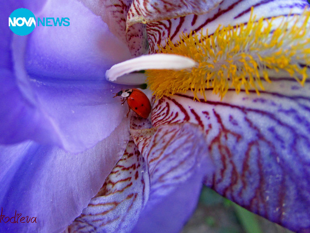 Калинките в страната на чудесата :)