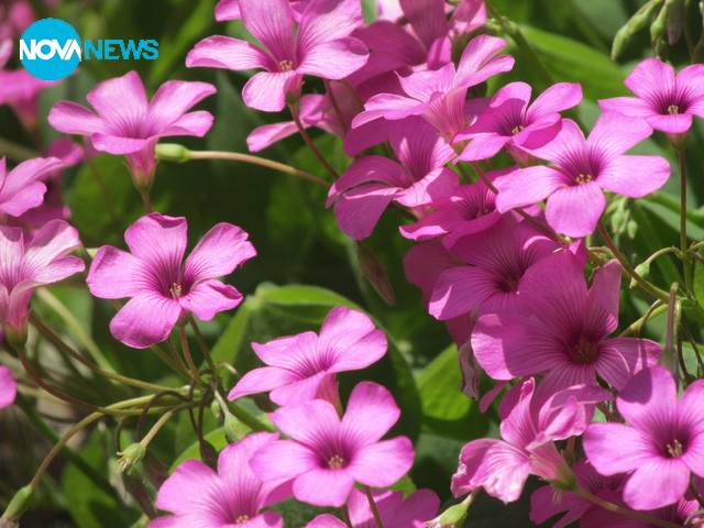 Розова мечта