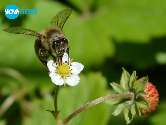 Пчеличка върху ягодов цвят