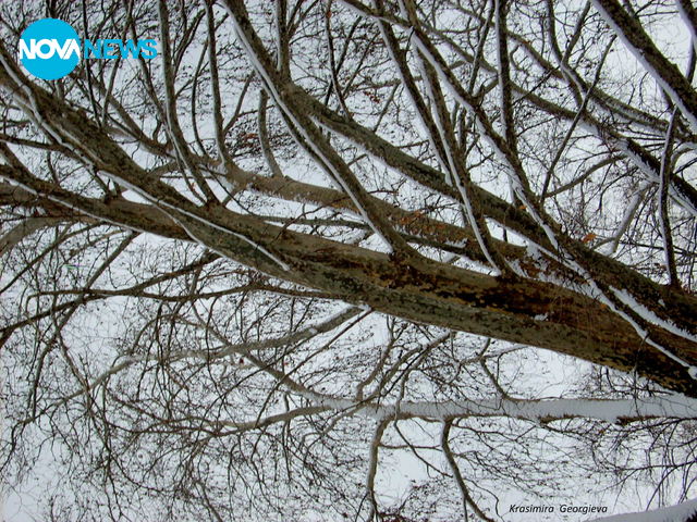 Зимни клони