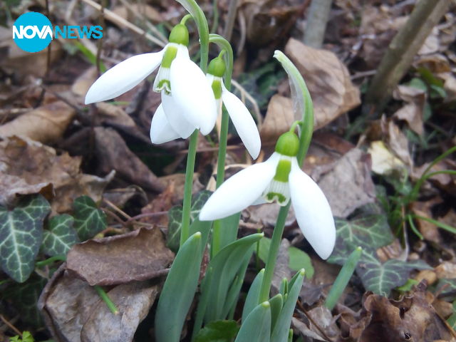 На разходка в гората