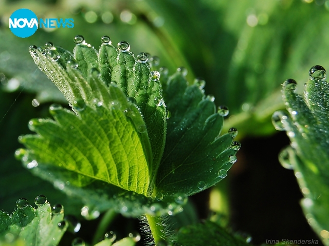 Росно утро от тази сутрин