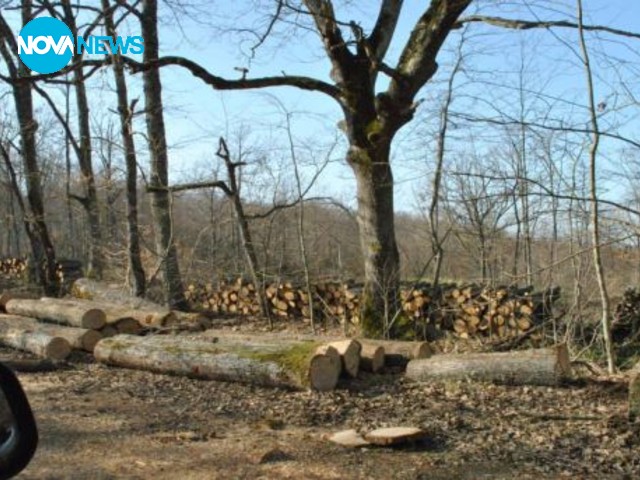 Изсичането на горите