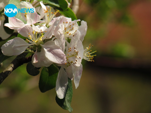 Потърси любовта ми в клонче ябълков цвят ...