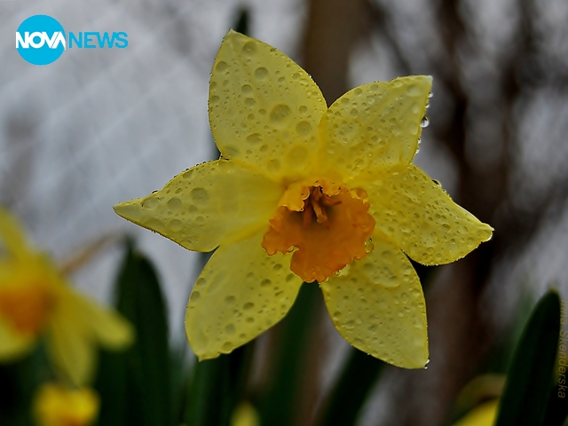 Капчици роса