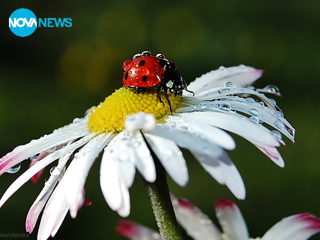 Прогноза за времето