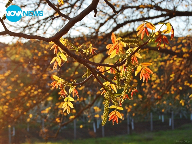 Листенцата на ореха се разлистват