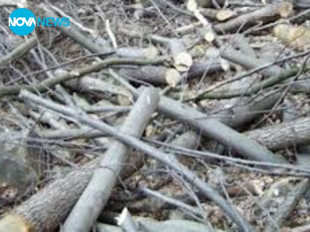 Пране на пари от незаконна сеч