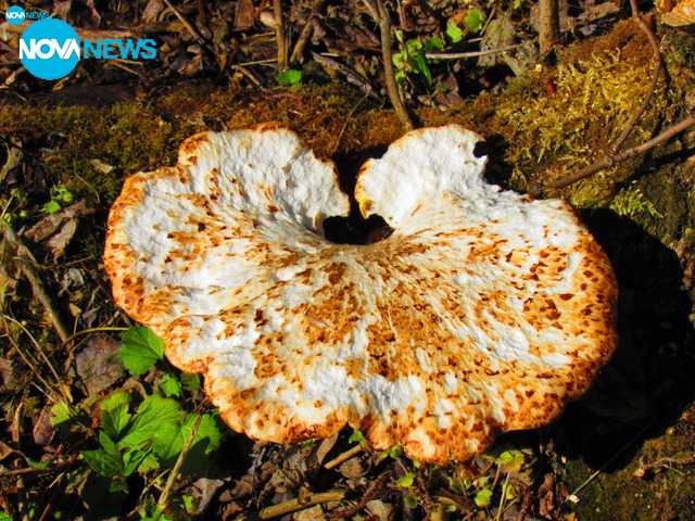 Дървесни гъби