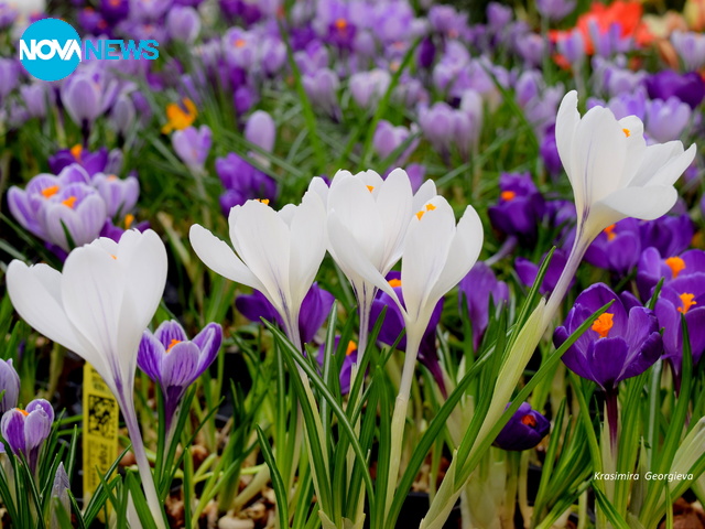 Минзухарен свят