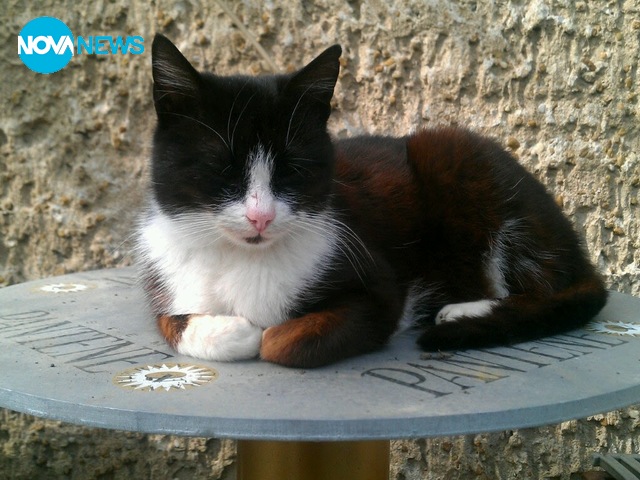 Пролетна дрямка