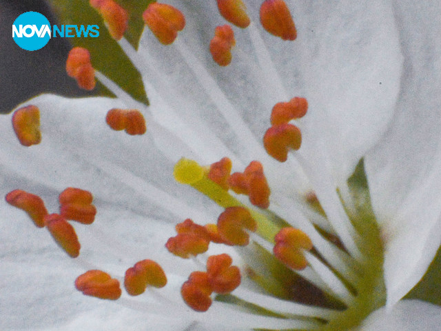 Честита първа пролет!