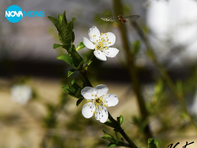 Пчела в полет