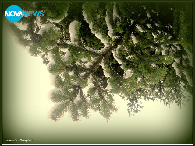 Зимна украса