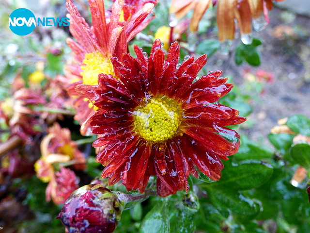 Леден Разград