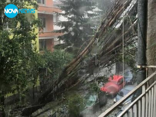 Дърво падна в ж.к. "Лозенец" в столицата