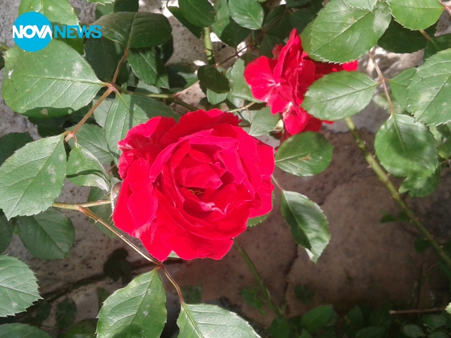Цъфналите рози в нашия двор