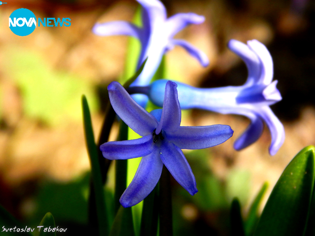 Пролетно настроение