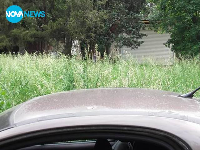 Буйна растителност