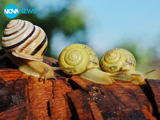 На разходка