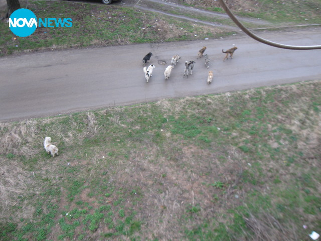 Бездомни кучета