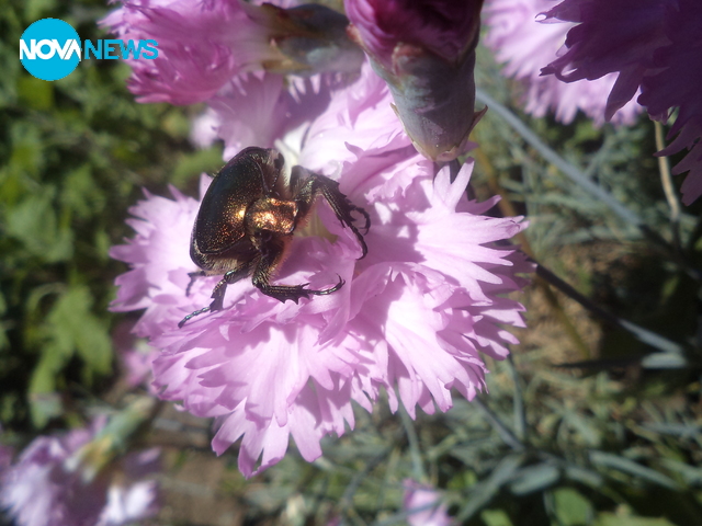 Красиво насекомо върху красиво цвете в Беляковец