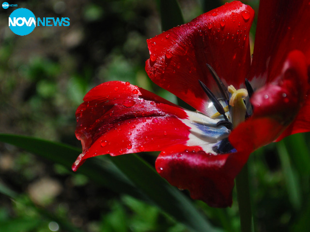 След дъжда...