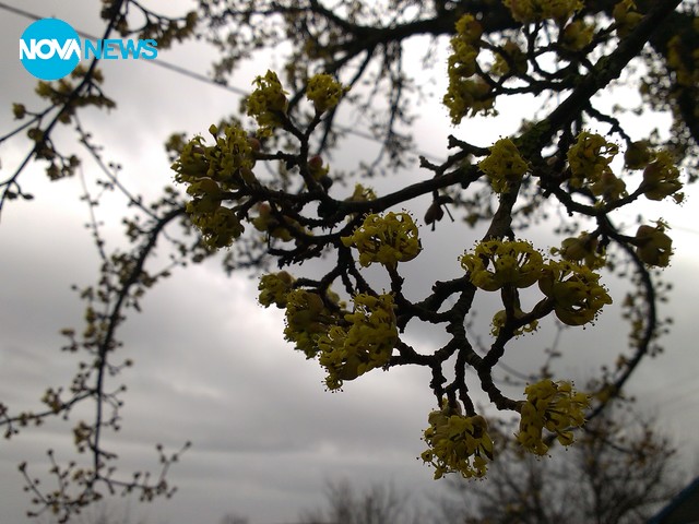 Цъфнал дрян под мрачното небе