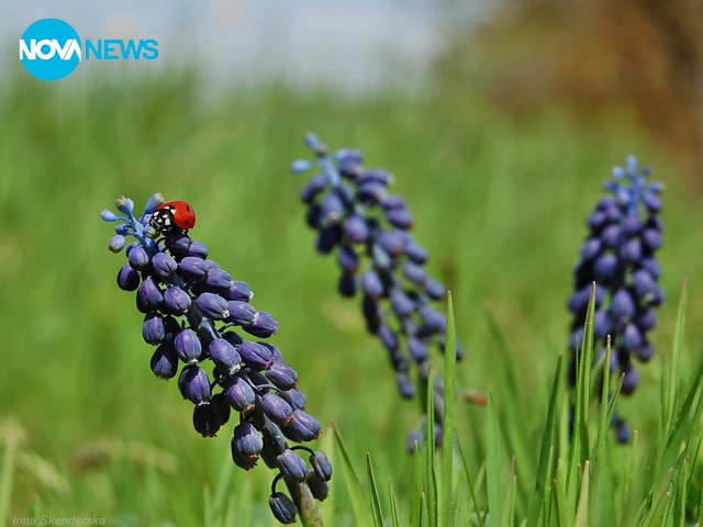 Пролетни калинки