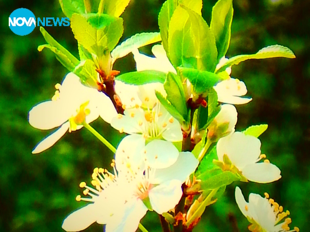 С аромат на ябълка