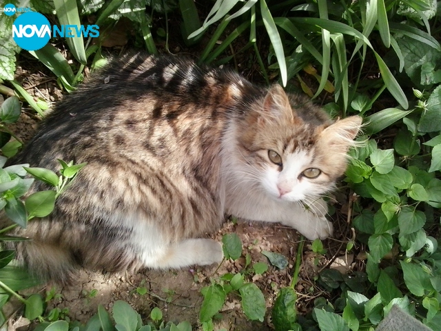 Следобедна дрямка