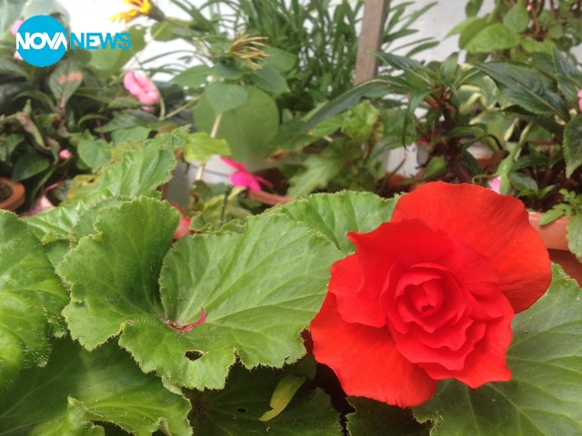 Снимки - градина