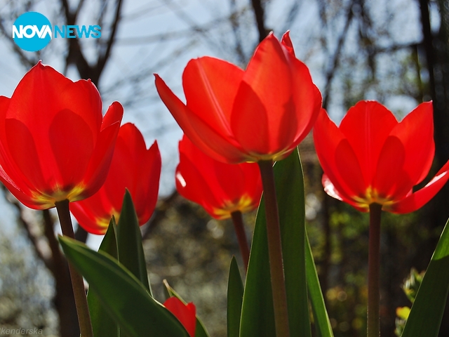 Червените лалета