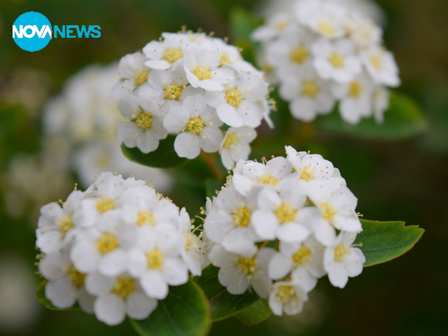 Майски сняг