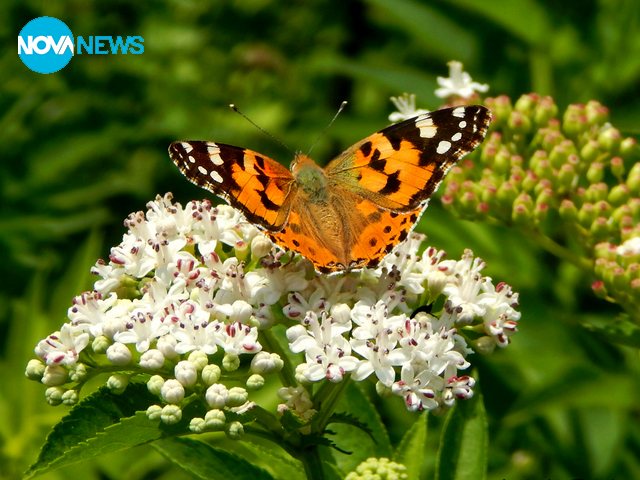 Готова за полет :)